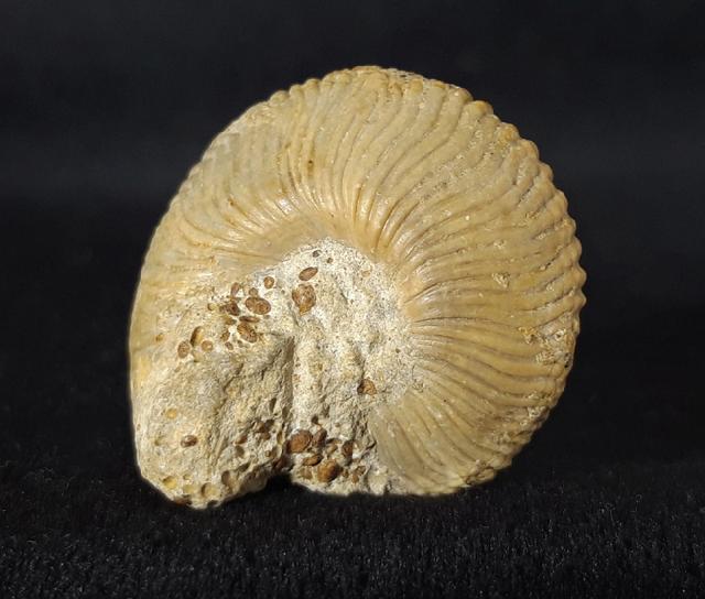 Obornella plicopunctata (DESLONGCHAMPS 1849) - Bild © FossNet FossilienStore